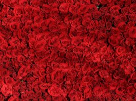 Co oznacza czerwony samochód?