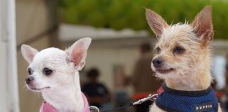 Czy hybrydy płoną?