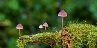 Jakie są rodzaje ciśnień?