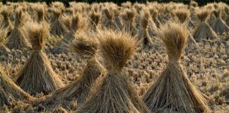 Kiedy używa się futra polerskiego?