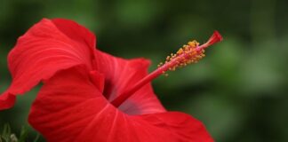 Jaki powinien być tłuczek do mięsa?