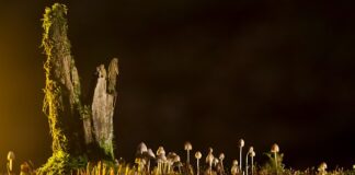 Jakie są rodzaje młotków?