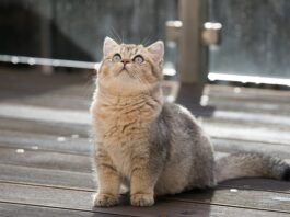 Ile litrów ma bak Alfa Romeo Giulietta?