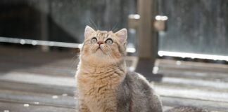 Ile litrów ma bak Alfa Romeo Giulietta?