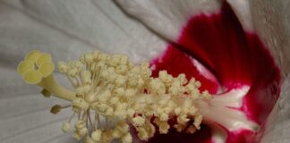 Co spełnia postulat Abbego?