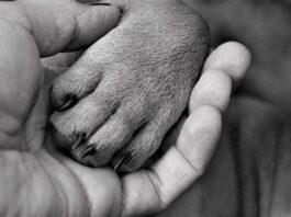 Jaki smar do udaru pneumatycznego?