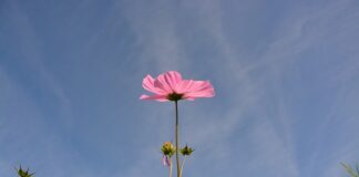 Z czego najlepiej zrobić trzonek do siekiery?