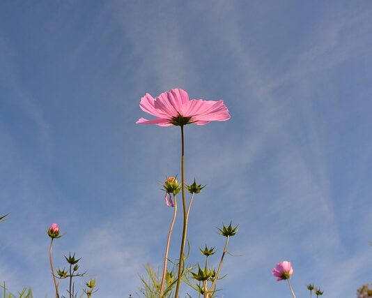 Z czego najlepiej zrobić trzonek do siekiery?